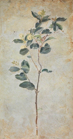 A plant (recto) A profile of a girl (verso) by Beatrice Whistler