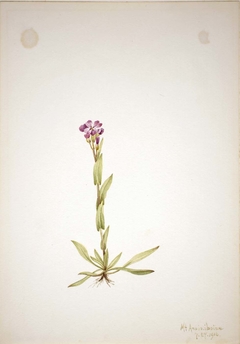 Arabis lyallii by Mary Vaux Walcott