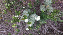 Banksia and Flannel Flowers