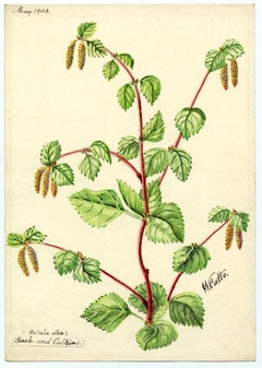 Birch and Catkins (Betula verrucosa) - William Catto - ABDAG016166 by William Catto