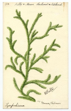 Common club-moss (lycopodium clavatum) - William Catto - ABDAG016339 by William Catto