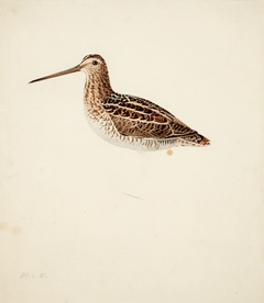 Common Snipe ; unfinished by Magnus von Wright