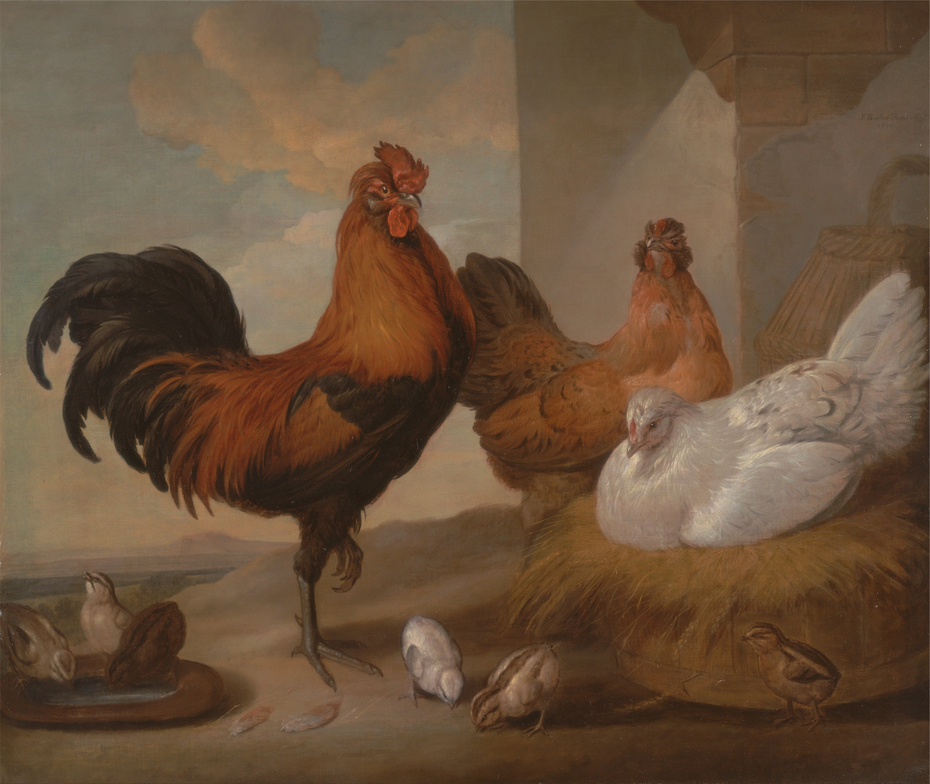 Domestic Cock, Hens, and Chick