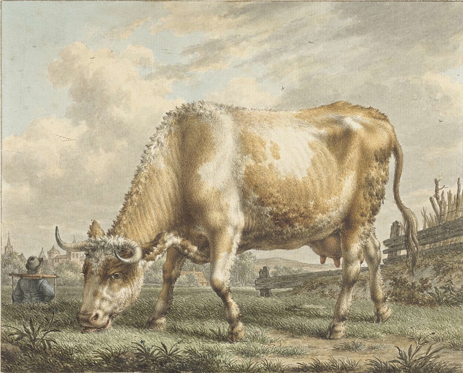 Grazende koe