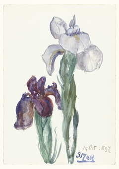 Irissen by Sientje Mesdag-van Houten