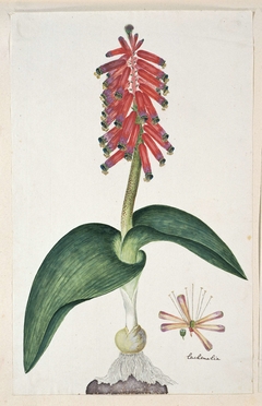Lachenalia bulbifera, heideplant; met detailstudie van de bloeiwijze by Robert Jacob Gordon