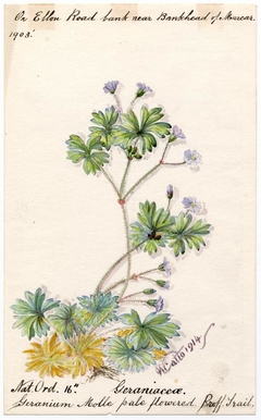 Pale-flowered Dove's-foot Cranes Bill (Geranium molle) - William Catto - ABDAG016130 by William Catto