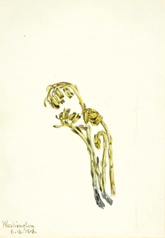 Pale Pinesap (Hypopitys americana) by Mary Vaux Walcott