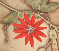 Passionflower by Rita Angus