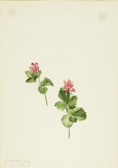 Rubus articus by Mary Vaux Walcott