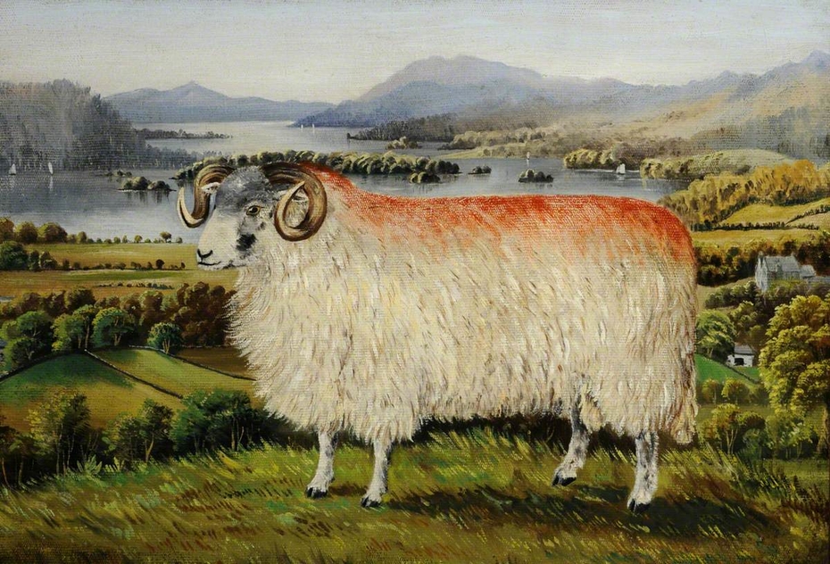 Swaledale Ram from Troutbeck, looking south down Lake Windemere