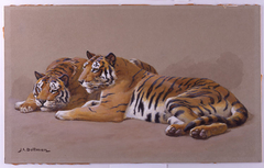 Tiger Studies by John Charles Dollman