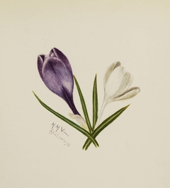 Untitled (Crocuses) by Mary Vaux Walcott