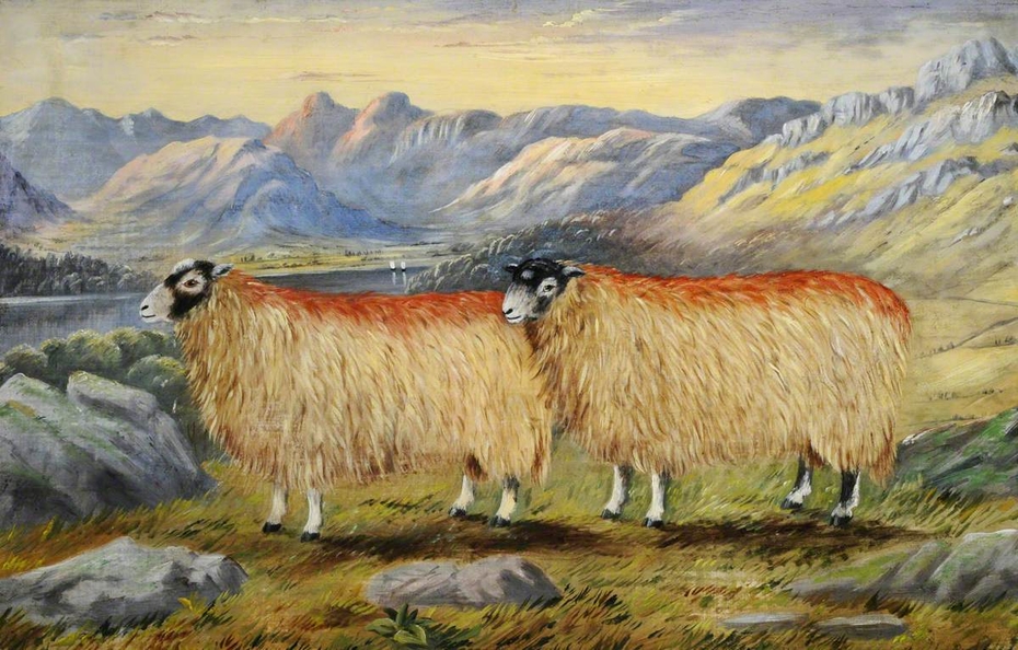 View of Windemere and Langdale Pikes with Two Swaledale Ewes