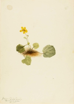 Viola orbiculata by Mary Vaux Walcott