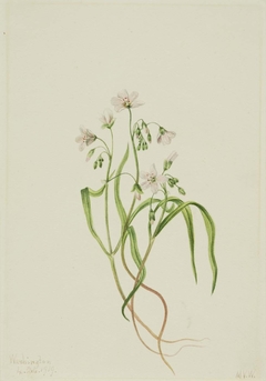 Virginia Springbeauty (Claytonia virginica) by Mary Vaux Walcott