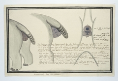 Vrouwtjesnijlpaard (Hippopotamus amphibius), twee keer schuin van achteren gezien, en een afbeelding van de anus