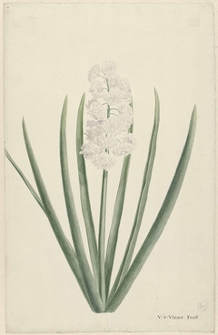 Witte hyacinth by Vincent Jansz van der Vinne