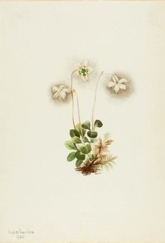 Wood-Nymph (Moneses uniflora) by Mary Vaux Walcott