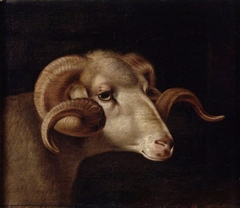 A Corsican Goat's Head, looking right by Thomas Weaver