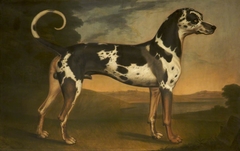 A Great Dane, called 'Turpin'