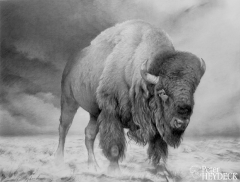 Bison by Peter Heydeck