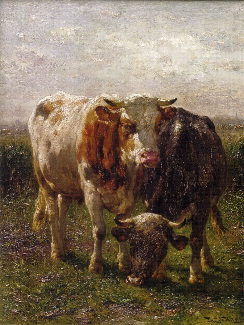 Bull and cow in the floodplains at Oosterbeek