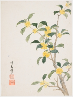 Cassia Blossom from a Flower Album of Ten Leaves by Xiang Shengmo