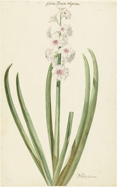 De rozewitte hyacint Gloria Florum Suprema by Jan Augustini