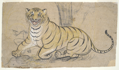 Drawing of a tiger