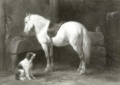 Gezadelde schimmel en hond in stal