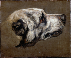 Head of a Hound by Pieter Boel