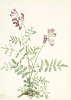 Northern Hedysarum (Hedysarum boreale) by Mary Vaux Walcott