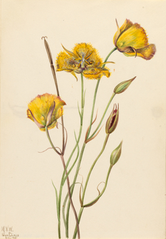 San Diego Mariposa (Calochortus weedii) by Mary Vaux Walcott