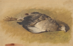 Sketch of a Dead Partridge by Friedrich Carl von Scheidlin