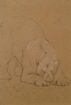 Study of a  Bear - John Macallan Swan - ABDAG003762