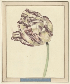 Tulp, met de naam Bisar, Staaten Generaal by Daniël Marot II