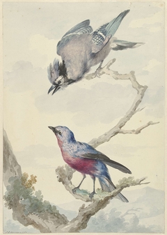 Twee vogels: een Blauwe Gaai en een Tanagra by Aert Schouman