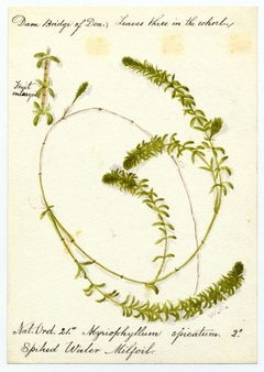 Water millfoil (myriophyllum spicatum) - William Catto - ABDAG016362 by William Catto