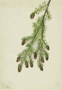 Western Hemlock (Tsuga heterophylla) by Mary Vaux Walcott