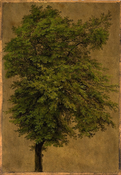 Young Oak Tree