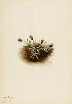 Alpine Fleabane (Erigeron unalaschcensis) by Mary Vaux Walcott