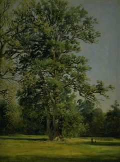 An Oak. View of the Garden at Wörlitz near Dessau