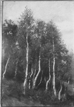 Birkenwald bei Kleinsassen (Rhön) by Albert Lang