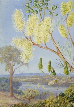 Branch of a Grevillea and a View on the Swan River, West Australia by Marianne North