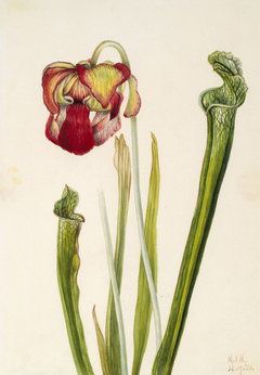 Drummond Pitcherplant (Sarracenia drummondii) by Mary Vaux Walcott