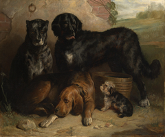 Four dogs: "Vulcan","Nelson","Hotspur" and"Briach" by Thomas Musgrave Joy