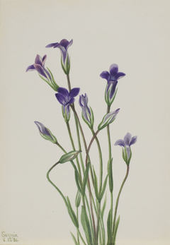 Gentian (Gentiana holopetala) by Mary Vaux Walcott