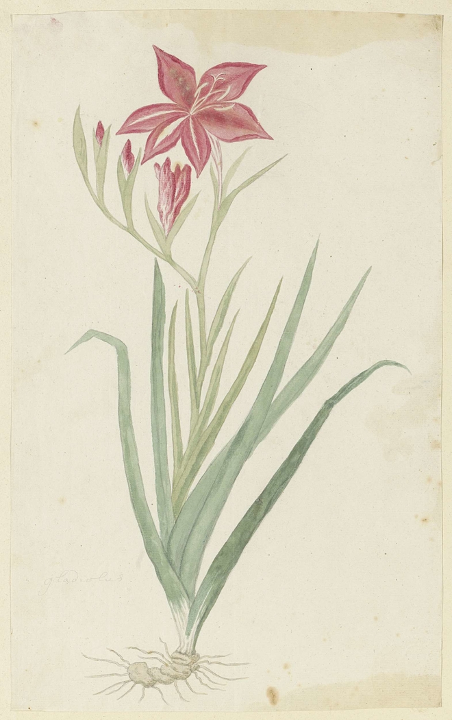 Gladiolus, met knol