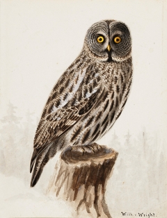 Great Grey Owl by Wilhelm von Wright
